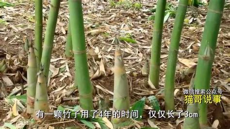 竹子生長方式 08属什么